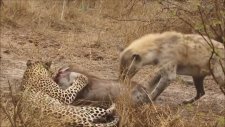 Leoparın Avını Elinden Alan Sırtlanlar