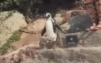 Merdivenlerden Bodozlama Yuvarlanan Penguen