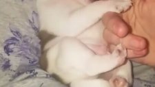 Minik Köpeğin Diş Kaşıması