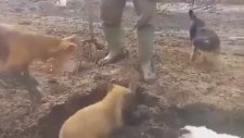 Çiftçinin Tarlasını Saran Farelerden Kurtulmak İçin Bulduğu Yöntemin Ağızları Açık Bırakması