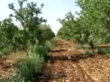 Badem Ağaçları Videosu