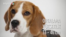 Beagle Cinsi Köpeklerin Özellikleri ve Bakımı
