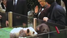 Bebek Panda Bridgette Macron'un Eline Saldırdı