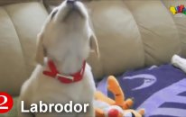 En Sevimli 10 Köpek Cinsi