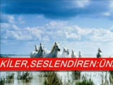 Şaşırdım Kaldım İşte,şiir