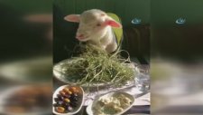Kuzusuna Çocuğu Gibi Bakıyor