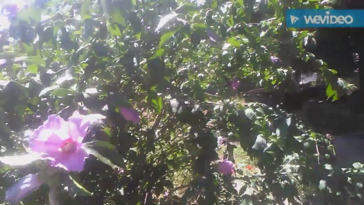 Gülhatminin Faydaları Nelerdir Gülhatminin Faydaları Nelerdir