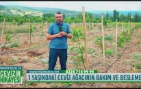 1 Yaşındaki Ceviz Ağacının Bakımı, Budanması ve Gübrelenmesi