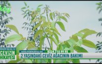 2 Yaşındaki Ceviz Ağacının Bakımı Nasıl Yapılır?