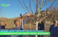 5 Yaşındaki Ceviz Ağacının Budaması Nasıl Yapılır?