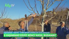 5 Yaşındaki Ceviz Ağacının Budaması Nasıl Yapılır?