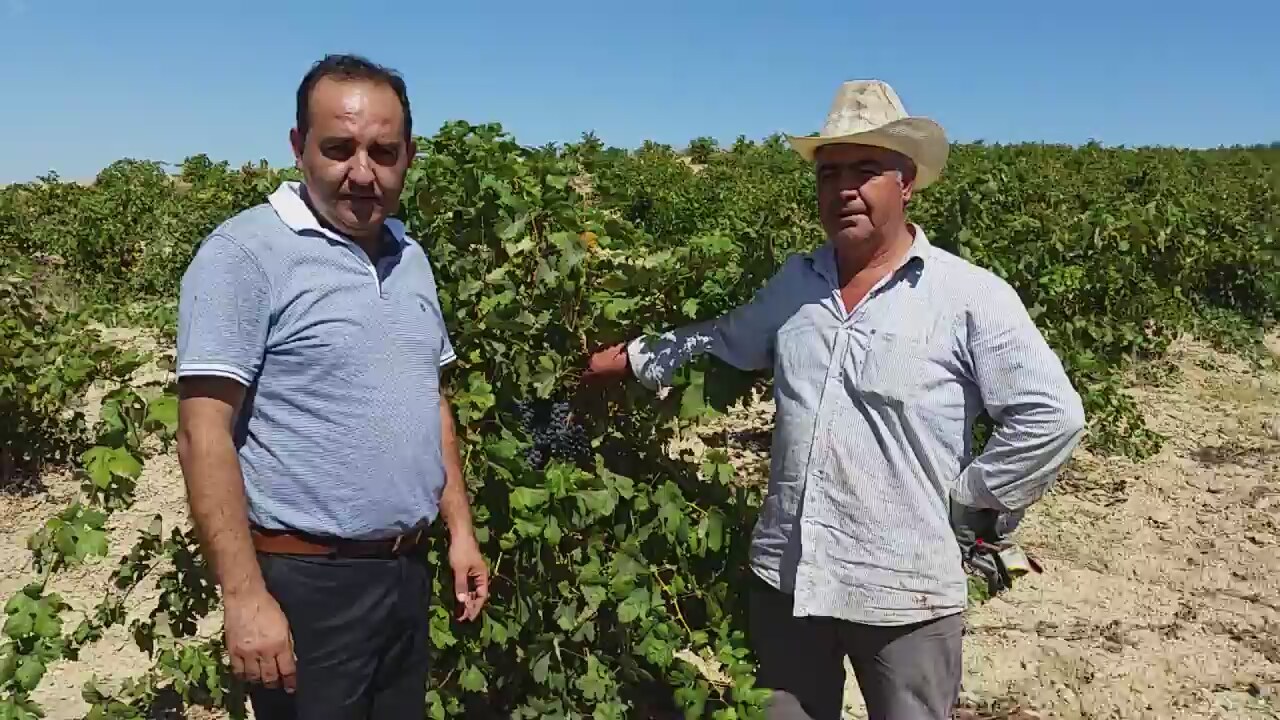 Üzüm bakımı Üzüm bakımı