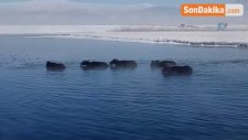 Mandalar Yılın Her Mevsiminde Taze Ot Yiyor