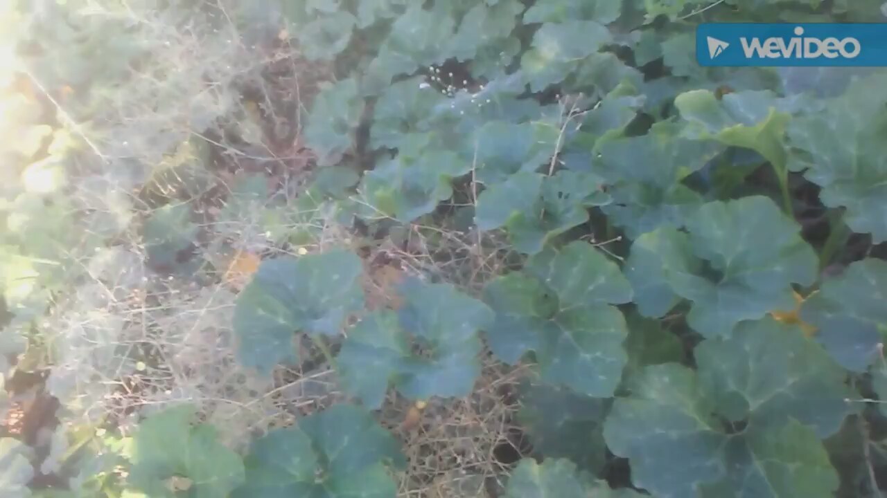 Kabağın Faydaları Nelerdir Kabağın Faydaları Nelerdir