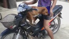 Motorla Gezmeye Çıkan Köpekler
