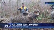 Sinop'ta 400 Kiloluk Domuz Avlayan Avcı