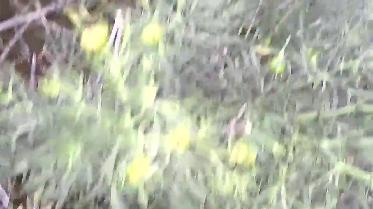 Üzerlik Otunun Yararları Üzerlik Otunun Yararları