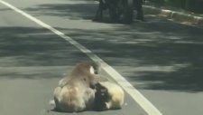 Yolun Ortasında Güreşen Koalalar