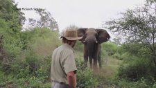 Cesur Safari Rehberini Görünce Frenleyen Fil