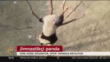 Yere Göğe Sığamayan Jimnastikçi Panda