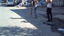 Tasmasını Geri İsteyen Süs Köpeği