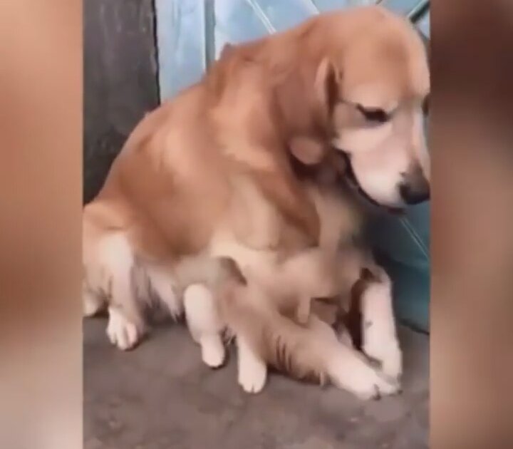Yavrusunu Sahibinden Kıskanan Köpek