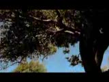 mesut kurdıs - burdah