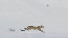Putin’in Pars Leoparı Doğaya Salındı