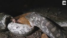 Dev Piton Keseli Sıçanı Mideye İndirdi