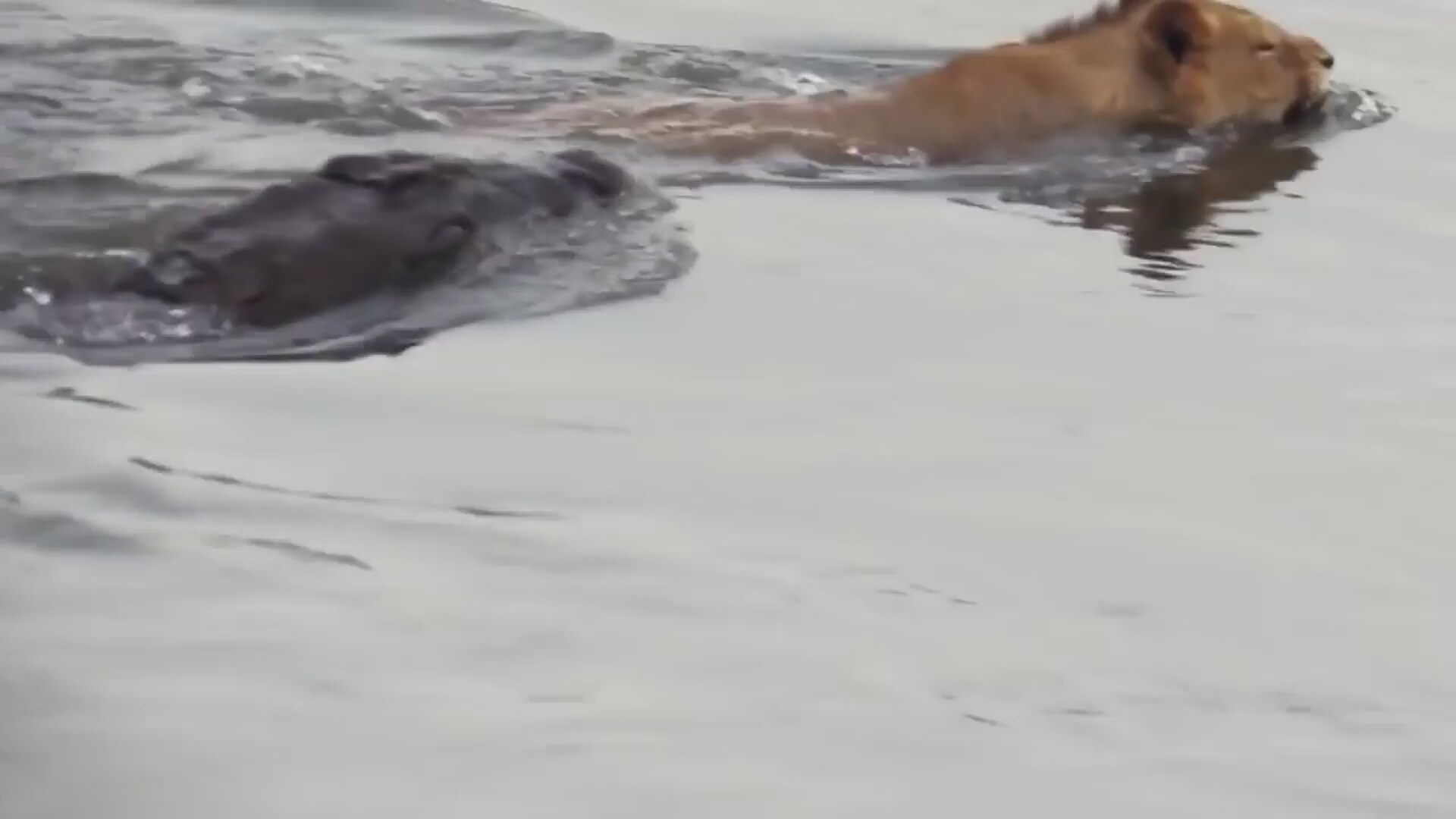 Aslan timsaha yem olmaktan son anda kurtuldu Aslan timsaha yem olmaktan son anda kurtuldu