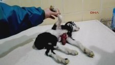 Kalbi Dışarıda Dünyaya Gelen Keçi Yavrusu