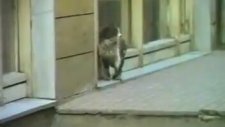 Çöpçüler Kralı Kedi Kovalama
