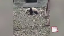 Oyuncağı Elinden Alınınca Kendini Yerden Yere Atan Panda
