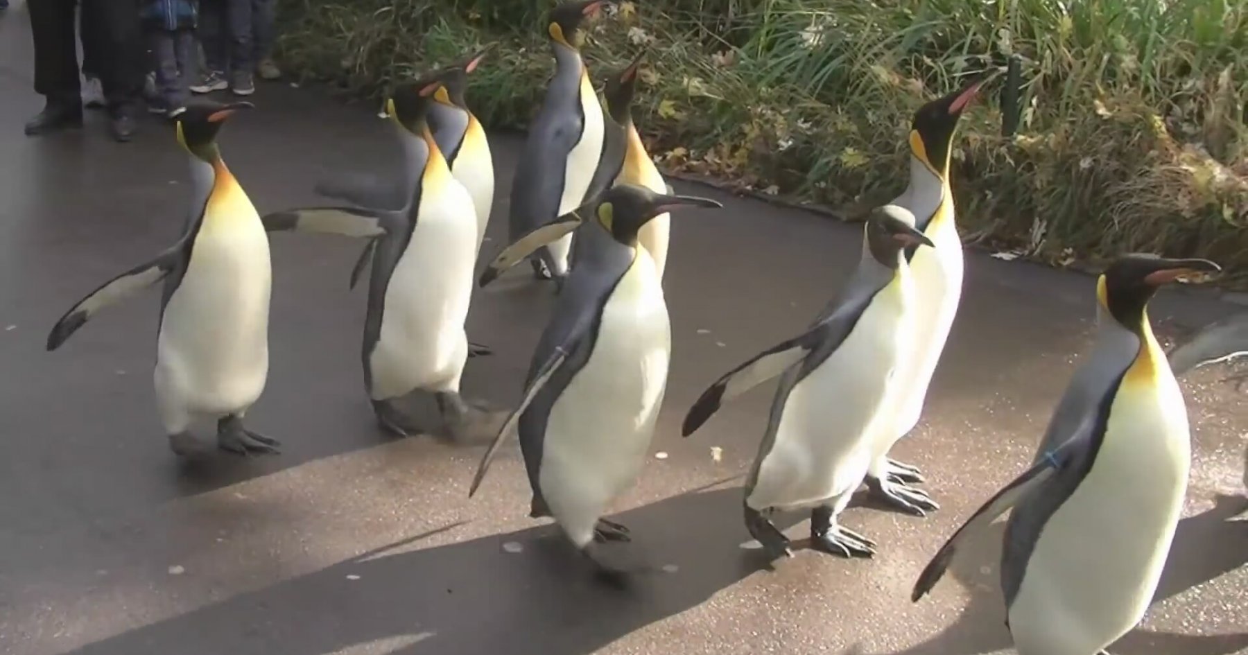 Penguin Walk - Zoo Basel [HD] | İzlesene.com