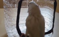 Ev Yapımı Kuş Banyosu