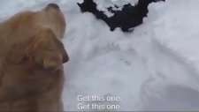 Horozları Donmaktan Kurtaran Köpek