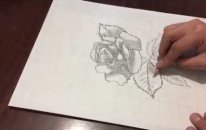 Gül Çalışmaları