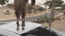 Yemek İçin Kolay Bir Yöntem Bulan Kurnaz Keçi