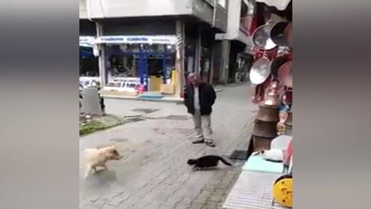 Yürek Yemiş Kedinin Köpeğe Saldırması | İzlesene.com