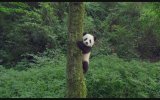 Pandas (2018) Teaser