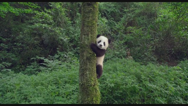 Pandas (2018) Teaser
