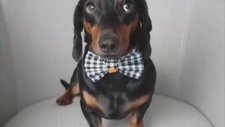 Başının Üstünde Her Şeyi Taşıyan Köpek