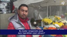Bu Kadar Rengarenk Çiçek Aynı Topraktan Nasıl Çıkıyor? (İzleyici Sorusu)