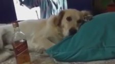 İmbat FM Dinleyen Köpek