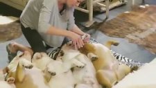 Pedikür Yaptıran Kokoş Köpekler