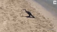 Karabatak Zehirli Yılanı Böyle Yedi