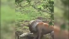 Pitona Yakalanan Köpeğin Zor Anları