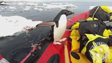 Penguenin Bilim İnsanlarını Yakından İncelemesi
