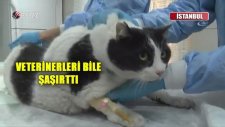 Türkiye'nin En Şişman Kedisi Tombalak