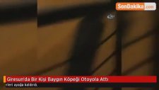 Giresun'da Bir Kişi Baygın Köpeği Otoyola Attı